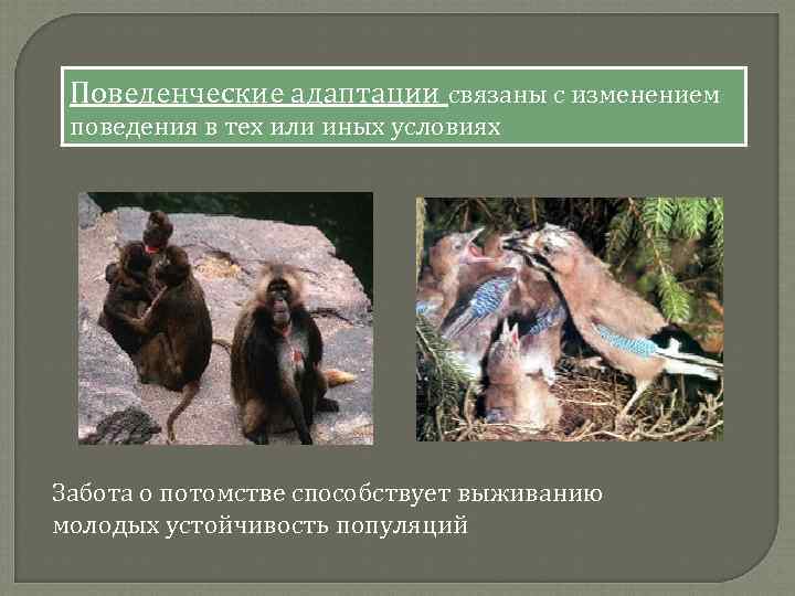Поведенческие адаптации связаны с изменением поведения в тех или иных условиях Забота о потомстве