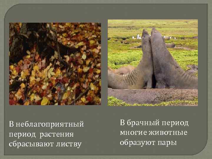 В неблагоприятный период растения сбрасывают листву В брачный период многие животные образуют пары 