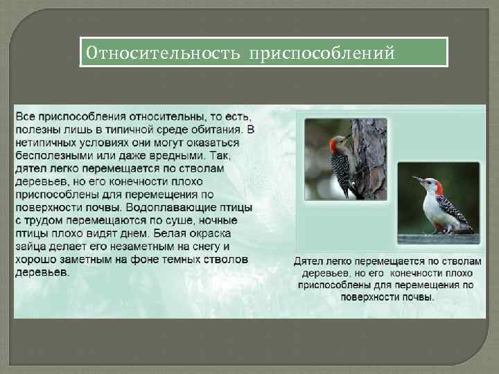 Относительность приспособлений 