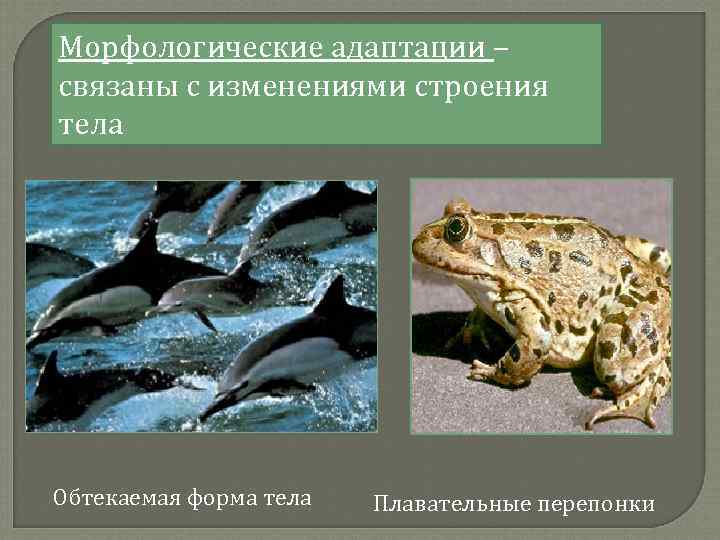 Морфологические адаптации – связаны с изменениями строения тела Обтекаемая форма тела Плавательные перепонки 