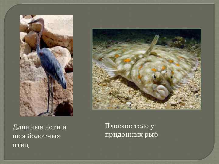 Длинные ноги и шея болотных птиц Плоское тело у придонных рыб 