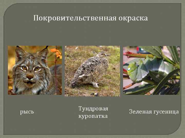 Покровительственная окраска рысь Тундровая куропатка Зеленая гусеница 