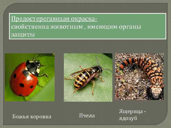 Предостерегающая окраскасвойственна животным , имеющим органы защиты Божья коровка Пчела Ящерица ядозуб 
