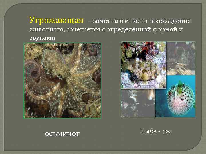 Угрожающая – заметна в момент возбуждения животного, сочетается с определенной формой и звуками осьминог