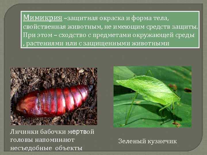 Мимикрия –защитная окраска и форма тела, свойственная животным, не имеющим средств защиты. При этом