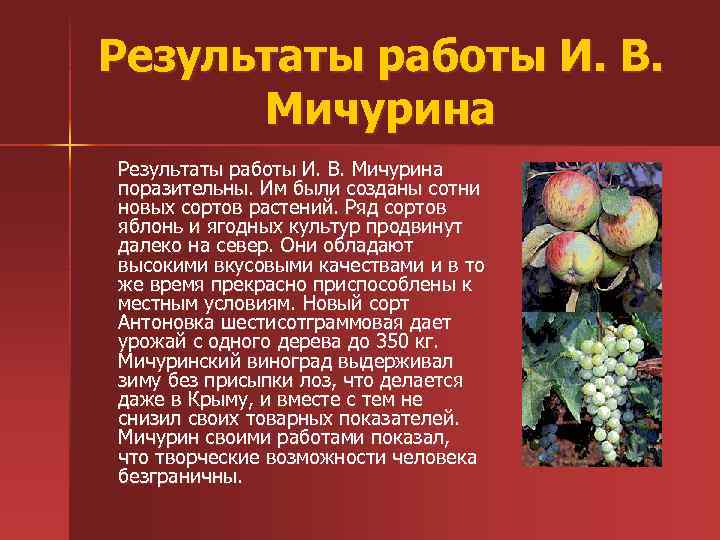 Результаты работы И. В. Мичурина Результаты работы И. В. Мичурина поразительны. Им были созданы