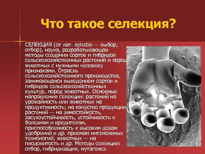 Что такое селекция? СЕЛЕКЦИЯ (от лат. selectio — выбор, отбор), наука, разрабатывающая методы создания