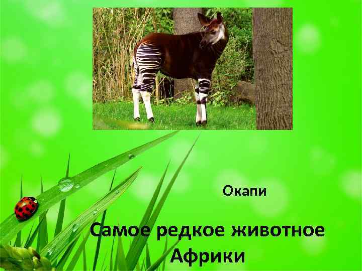 Окапи Самое редкое животное Африки 