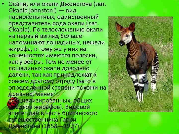  • Ока пи, или окапи Джонстона (лат. Okapia johnstoni) — вид парнокопытных, единственный