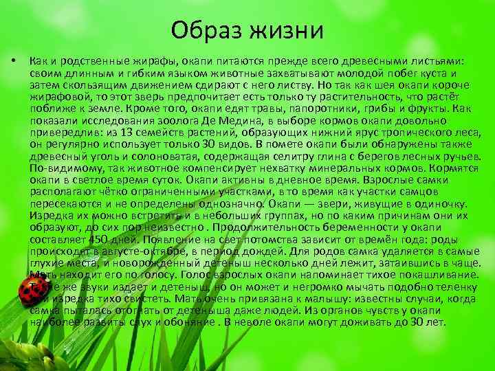 Образ жизни • Как и родственные жирафы, окапи питаются прежде всего древесными листьями: своим