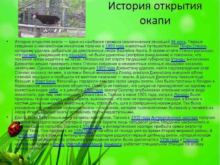 История открытия окапи • • История открытия окапи — одна из наиболее громких зоологических