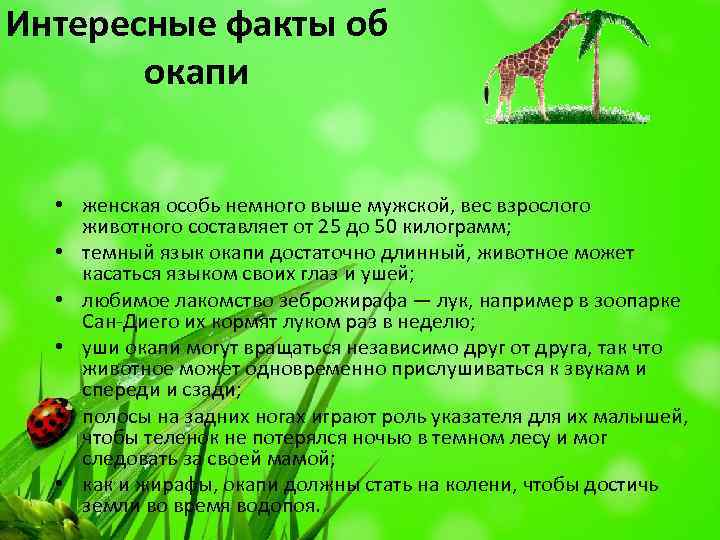 Интересные факты об окапи • женская особь немного выше мужской, вес взрослого животного составляет
