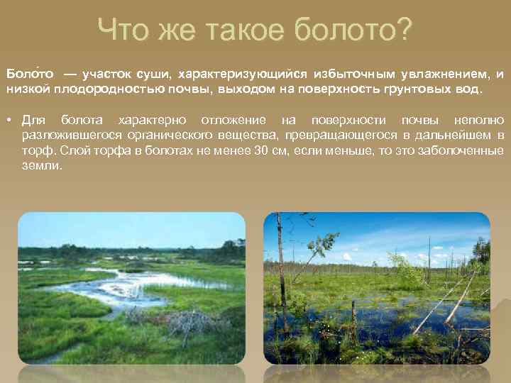 Просто болото. Презентация на тему болото. Что такое болото кратко. Болота России презентация. Что такое болото кратко 2 класс.