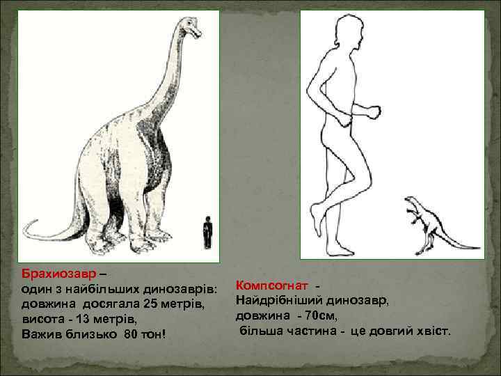 Брахиозавр – один з найбільших динозаврів: довжина досягала 25 метрів, висота - 13 метрів,