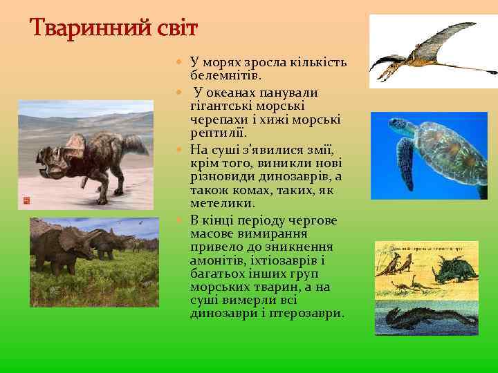 Тваринний світ У морях зросла кількість белемнітів. У океанах панували гігантські морські черепахи і