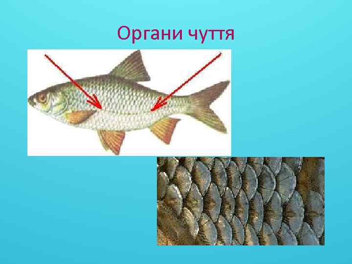 Органи чуття 