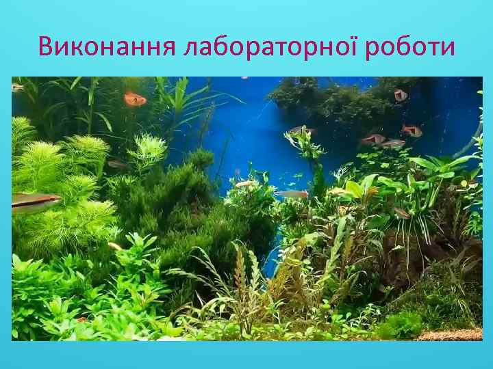 Виконання лабораторної роботи 