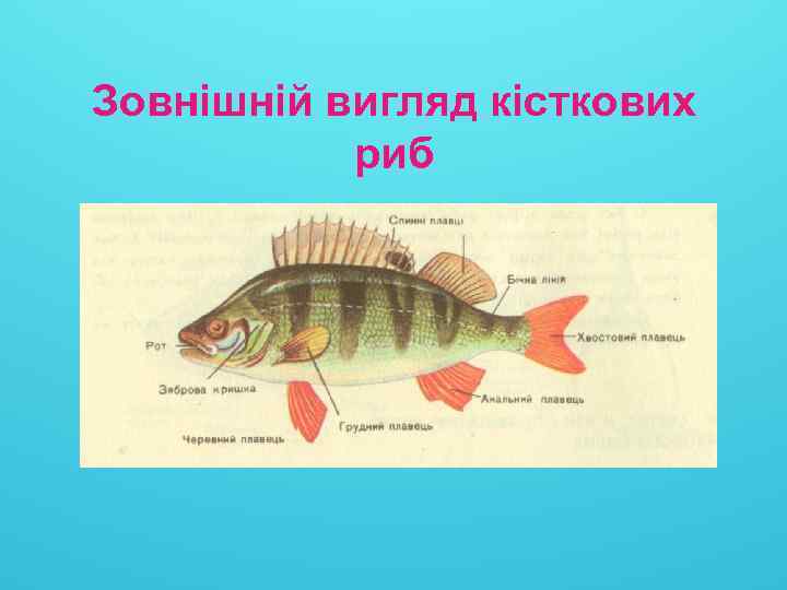 Зовнішній вигляд кісткових риб 