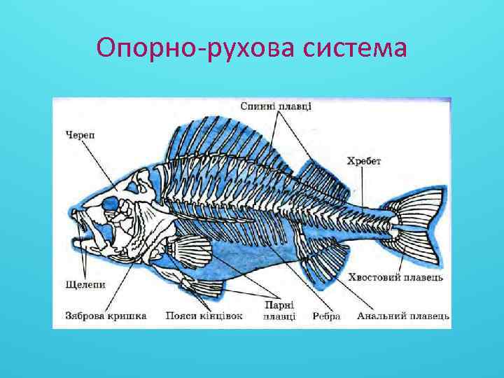 Опорно-рухова система 