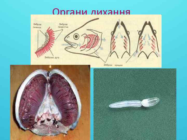 Органи дихання 