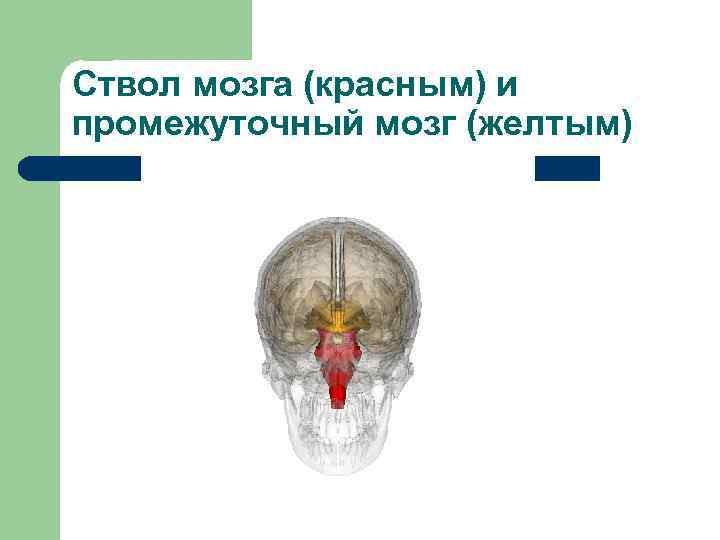Ствол мозга (красным) и промежуточный мозг (желтым) 