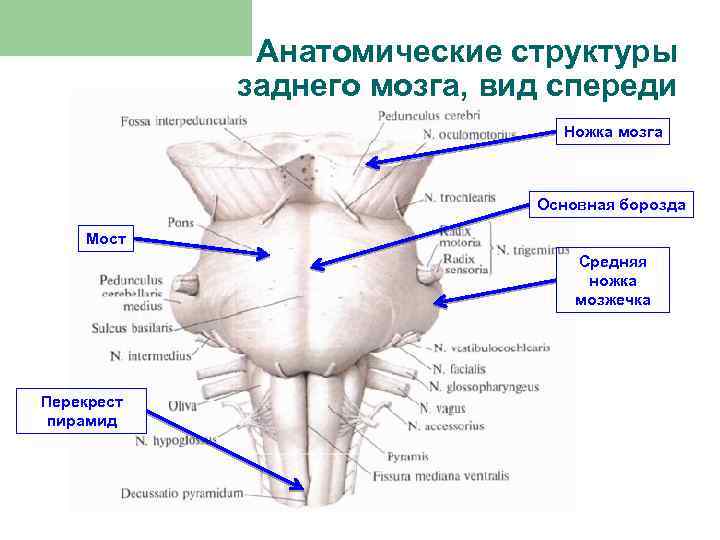 Анатомические структуры заднего мозга, вид спереди К стволу мозга относятся: Ножка мозга Основная борозда