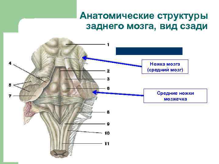 Анатомические структуры заднего мозга, вид сзади Ножка мозга (средний мозг) Средние ножки мозжечка 