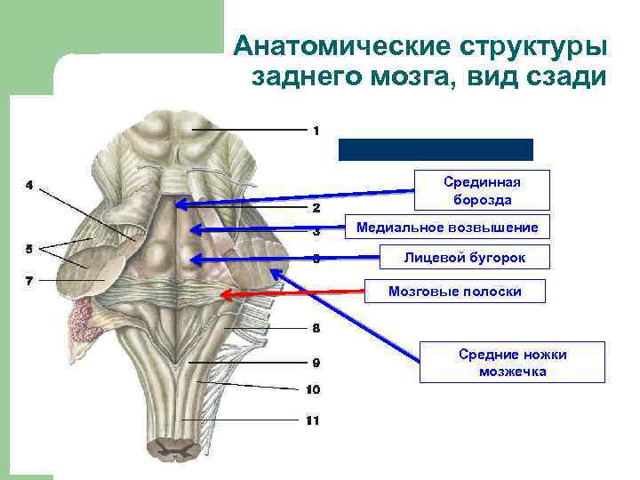 Анатомические структуры заднего мозга, вид сзади Срединная борозда Медиальное возвышение Лицевой бугорок Мозговые полоски