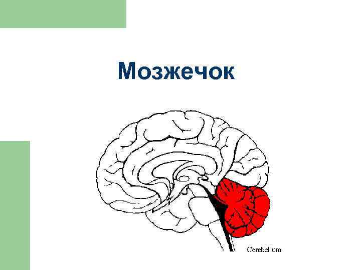 Мозжечок 