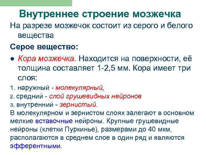 Внутреннее строение мозжечка На разрезе мозжечок состоит из серого и белого вещества Серое вещество: