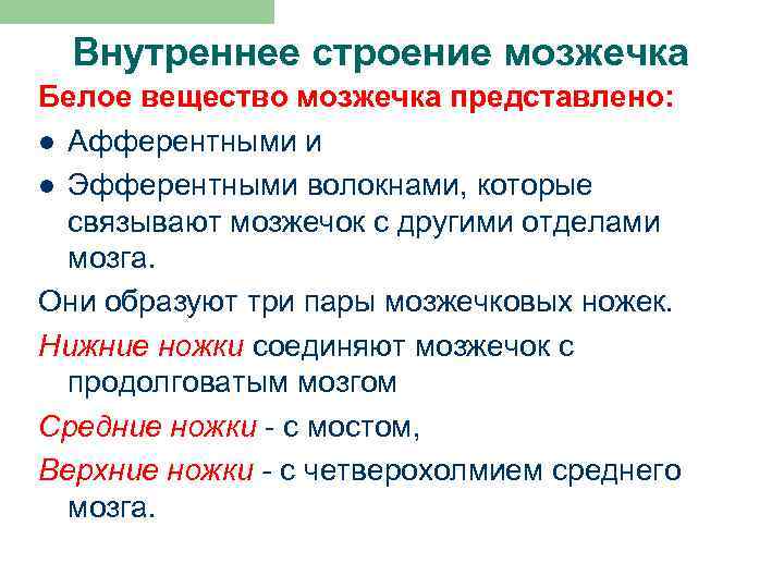 Внутреннее строение мозжечка Белое вещество мозжечка представлено: l Афферентными и l Эфферентными волокнами, которые