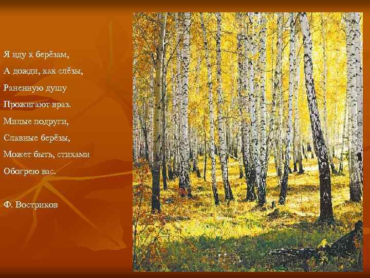 Я иду к берёзам, А дожди, как слёзы, Раненную душу Прожигают враз. Милые подруги,