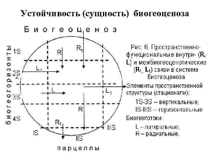 Устойчивость (сущность) биогеоценоза 