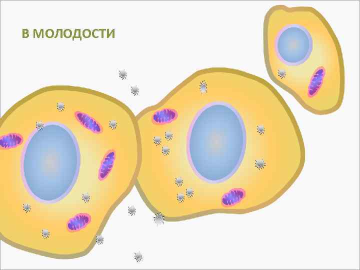 В МОЛОДОСТИ 