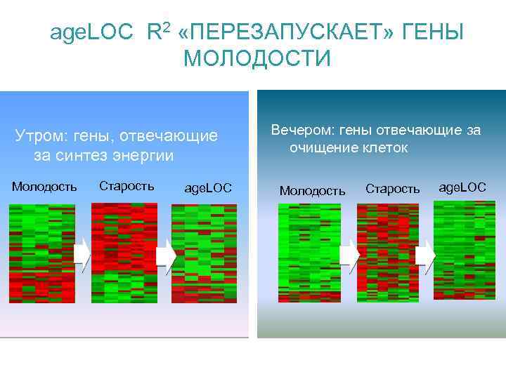 age. LOC R 2 «ПЕРЕЗАПУСКАЕТ» ГЕНЫ МОЛОДОСТИ Утром: гены, отвечающие за синтез энергии Молодость