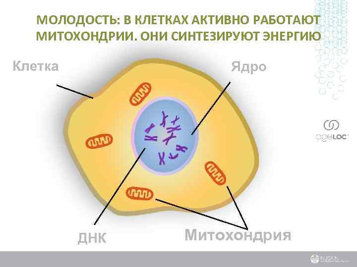 МОЛОДОСТЬ: В КЛЕТКАХ АКТИВНО РАБОТАЮТ МИТОХОНДРИИ. ОНИ СИНТЕЗИРУЮТ ЭНЕРГИЮ Клетка Ядро ДНК Митохондрия 