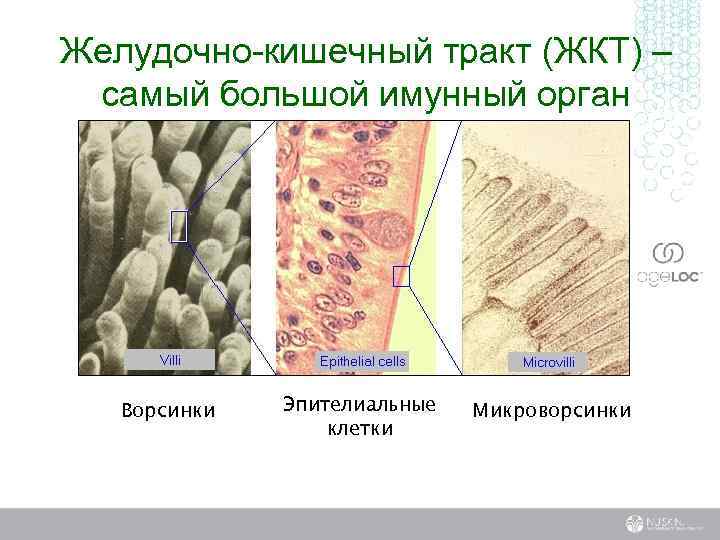 Желудочно-кишечный тракт (ЖКТ) – самый большой имунный орган Ворсинки Эпителиальные клетки Микроворсинки 