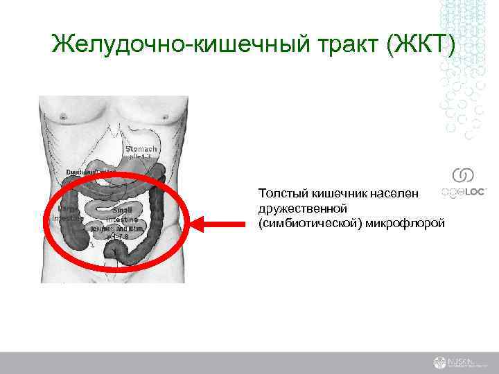 Желудочно-кишечный тракт (ЖКТ) Толстый кишечник населен дружественной (симбиотической) микрофлорой 