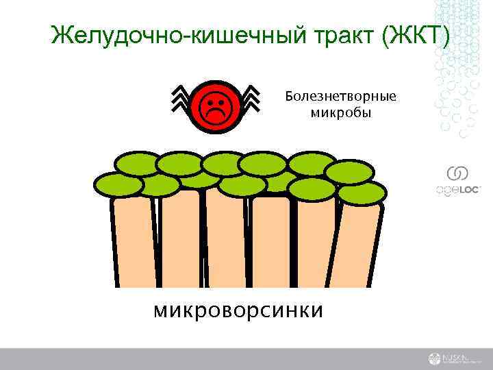 Желудочно-кишечный тракт (ЖКТ) L Болезнетворные микробы микроворсинки 