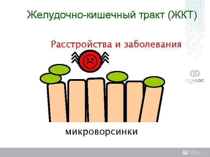 Желудочно-кишечный тракт (ЖКТ) Расстройства и заболевания L микроворсинки 