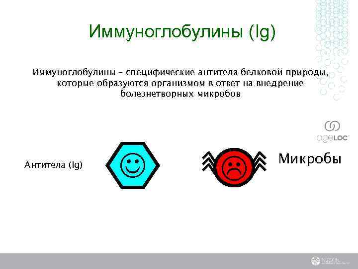 Иммуноглобулины (Ig) Иммуноглобулины – специфические антитела белковой природы, которые образуются организмом в ответ на
