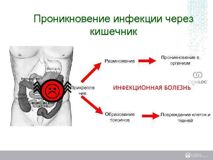 Проникновение инфекции через кишечник Размножение L Прикрепле ние Проникновение в организм ИНФЕКЦИОННАЯ БОЛЕЗНЬ Образование