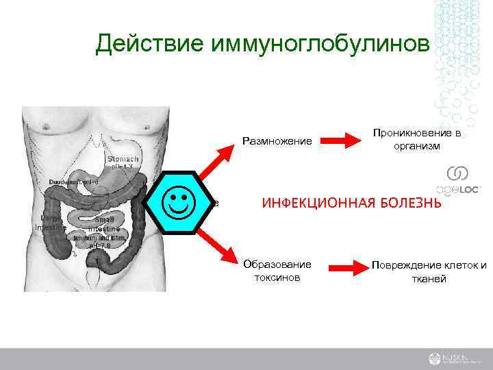 Действие иммуноглобулинов Размножение J Прикрепле ние Проникновение в организм ИНФЕКЦИОННАЯ БОЛЕЗНЬ Образование токсинов Повреждение