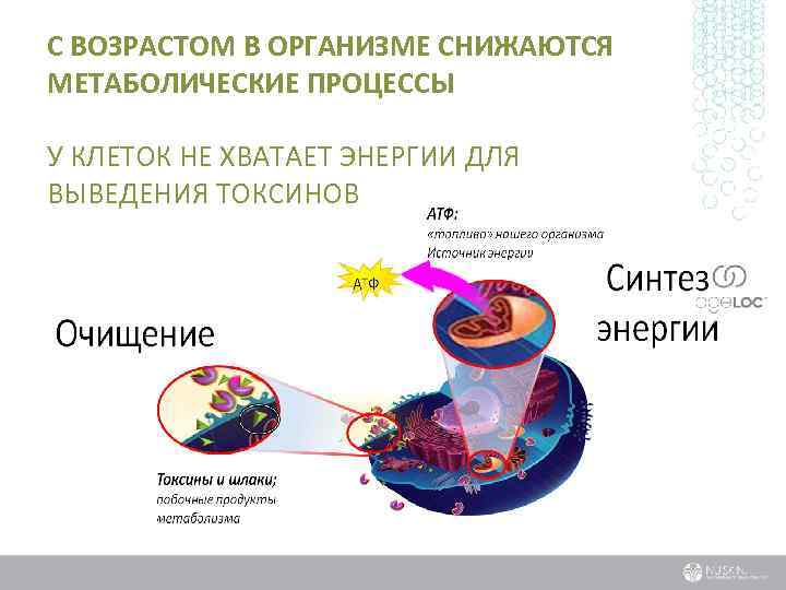 С ВОЗРАСТОМ В ОРГАНИЗМЕ СНИЖАЮТСЯ МЕТАБОЛИЧЕСКИЕ ПРОЦЕССЫ У КЛЕТОК НЕ ХВАТАЕТ ЭНЕРГИИ ДЛЯ ВЫВЕДЕНИЯ