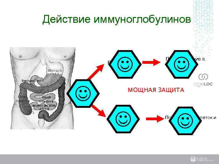 Действие иммуноглобулинов J Размножение J Прикрепле ние J Проникновение в организм МОЩНАЯ ЗАЩИТА J