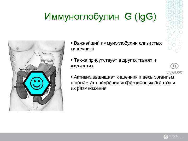 Иммуноглобулин G (Ig. G) • Важнейший иммуноглобулин слизистых кишечника • Также присутствует в других