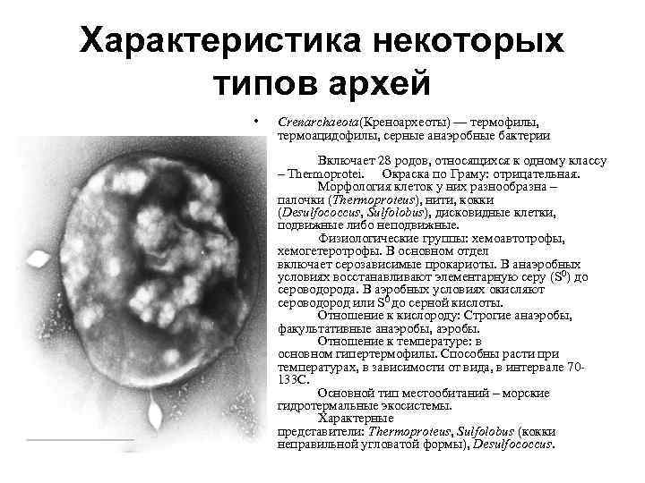 Характеристика некоторых типов архей • Crenarchaeota(Креноархеоты) — термофилы, термоацидофилы, серные анаэробные бактерии Включает 28