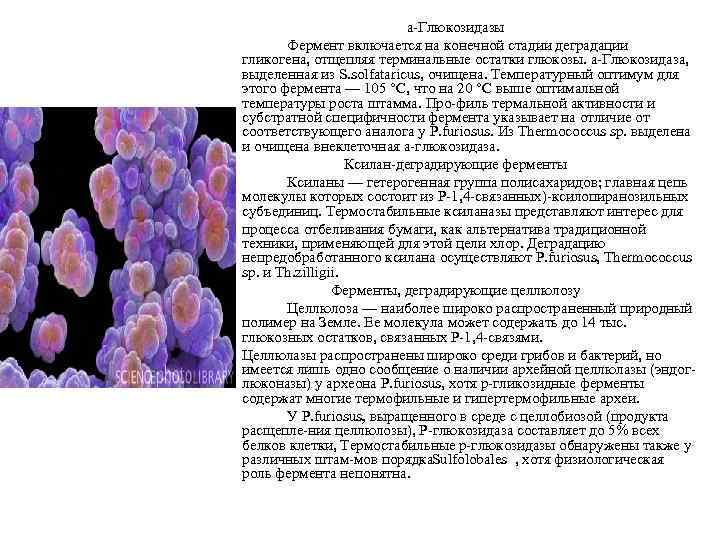 а Глюкозидазы Фермент включается на конечной стадии деградации гликогена, отщепляя терминальные остатки глюкозы. а