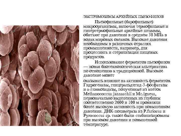 ЭКСТРЕМОЗИМЫ АРХЕЙНЫХ ПЬЕЗОФИЛОВ Пьезофильные (барофильные) микроорганизмы, включая термофильные и гипертермофильные архейные штаммы, обитают при