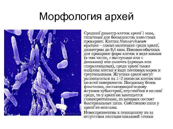 Морфология архей • • Среднии диаметр клеток археи 1 мкм, типичныи для большинства известных